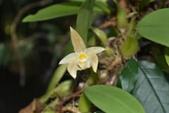 Lobb's Bulbophyllum (Bulbophyllum lobbii)