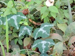 African Serpent Vine (Adenia cissampeloides)