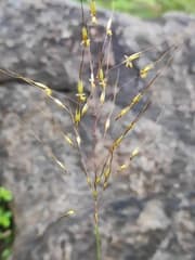 Golden Beard Grass (Chrysopogon fulvus)