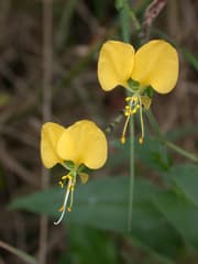 African Spiderwort (Aneilema aequinoctiale)