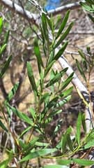 Hairy Acacia (Acacia dodonaeifolia)