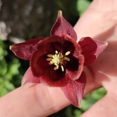 Dark Columbine (Aquilegia atrovinosa)