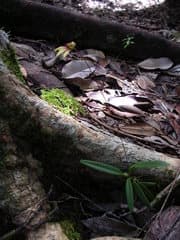 Bulbophyllum acuminatum (Bulbophyllum acuminatum)