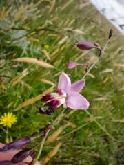 Rock Lily (Arthropodium)