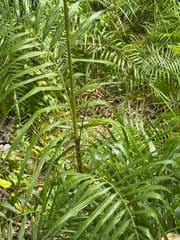 Rattan (Calamus rotang)