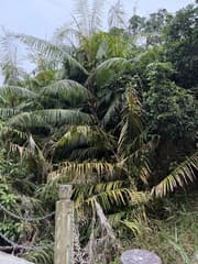 Daemonorops grandis (Daemonorops grandis)