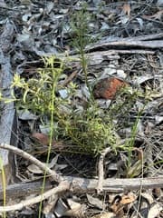 Black Wattle (Acacia barbinervis)