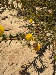 Acacia auronitens (Acacia auronitens)
