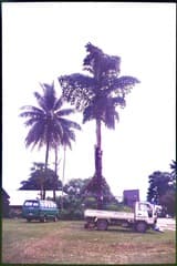 Rumph's Fishtail Palm (Caryota rumphiana)