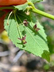 Ayenia hibiscus (Ayenia)