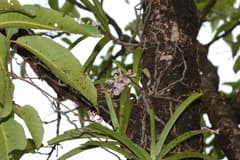 Aerides williamsii (Aerides williamsii)