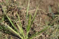 Elytrophorus spicatus (Elytrophorus spicatus)