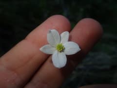 Anemone (Anemonidium)