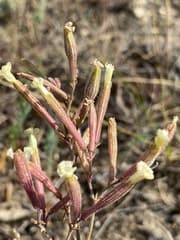 Creeping Campion (Silene supina)