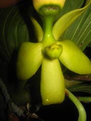 Swan Orchid (Cycnoches)
