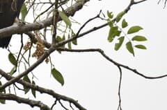 African Copaiba (Daniellia)