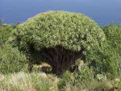 Dragon Tree (Dracaena draco)