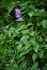 Giant Bellflower (Campanula latifolia)