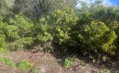 Laurel Sumac (Malosma laurina)