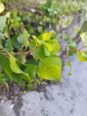 Black poplar (Populus nigra)
