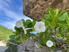 White ironwood (Bikkia tetrandra)
