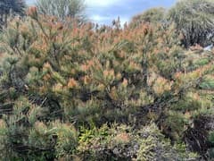 Scrub She-oak (Allocasuarina crassa)