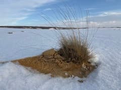 Becker's Fescue (Festuca beckeri)