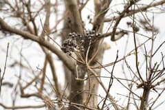African milkbush (Crossopteryx)