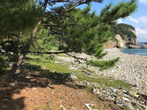 Japanese Black Pine (Pinus thunbergii)