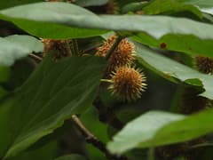 Haldu (Adina cordifolia)