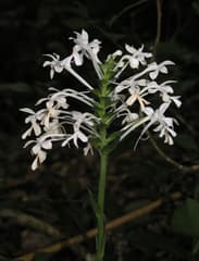 Calanthe australasica (Calanthe australasica)