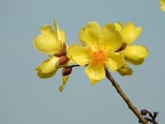 Buttercup Tree (Cochlospermum)