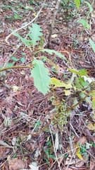 Tree Poppy (Bocconia frutescens)