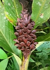 Desert Rose (Adelmeria)