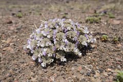 Horned Violet (Viola cotyledon)
