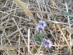 Pennyroyal (Mentha pulegium)