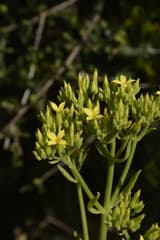 Kalanchoe (Kalanchoe laciniata)