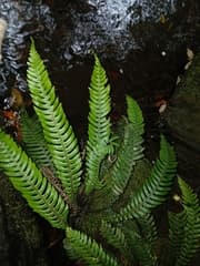 Lanceolate Kiokio (Austroblechnum lanceolatum)