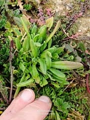 Purple Ice Plant (Aizoanthemopsis)