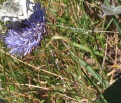 Sheep's-bit (Jasione montana)