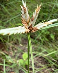 Pearl Plant (Cyperus margaritaceus)