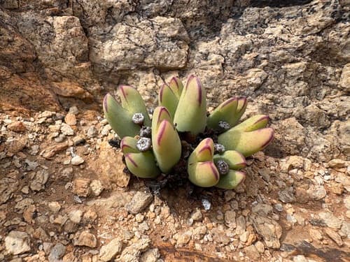 Conophytum (Conophytum bilobum)