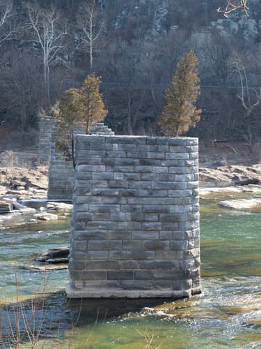 Eastern Red Cedar (Juniperus virginiana)