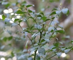 False Holly (Cassinopsis ilicifolia)