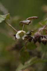 Himalayan Raspberry (Rubus biflorus)