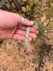 Acacia bifaria (Acacia bifaria)