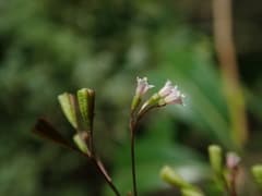 Erect Boerhavia (Boerhavia erecta)