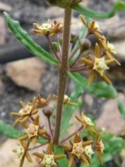 Jewel Orchid (Aspidoglossum)