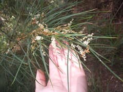 Acacia longissima (Acacia longissima)