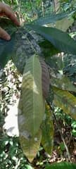 Gandaria (Bouea macrophylla)